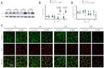 Claudin 4 Antibody in Western Blot (WB)