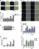 beta Tubulin Antibody in Western Blot (WB)