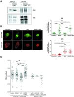 Glucocorticoid Receptor Antibody in Western Blot (WB)