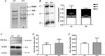 Cardiac Troponin I Antibody in Western Blot (WB)