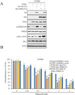 Myc Tag Antibody in Western Blot (WB)