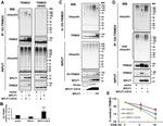 V5 Tag Antibody in Western Blot (WB)