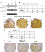 CTNNBL1 Antibody in Immunohistochemistry (IHC)