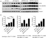 Phospho-Tau (Ser404) Antibody in Western Blot (WB)