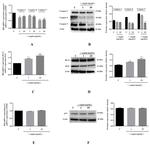 Caspase 8 Antibody in Western Blot (WB)