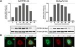 HA Tag Antibody in Immunocytochemistry (ICC/IF)