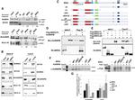 FUS Antibody in Western Blot, Immunoprecipitation (WB, IP)