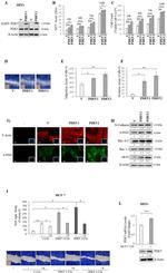 RhoA/RhoB/RhoC Antibody in Western Blot (WB)