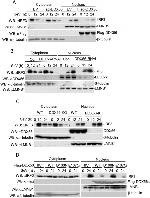 beta Tubulin Antibody in Western Blot (WB)