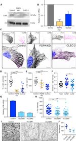 alpha Tubulin Antibody in Immunohistochemistry (IHC)