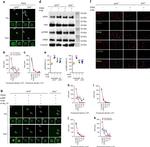 beta Tubulin Loading Control Antibody in Western Blot (WB)