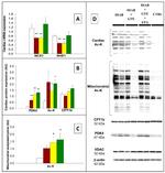 Nitrotyrosine Antibody in Western Blot (WB)