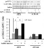 Phospho-CHK1 (Ser345) Antibody in Western Blot (WB)