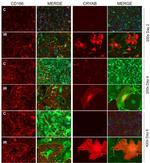 CD166 Antibody in Immunocytochemistry (ICC/IF)