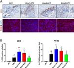 F4/80 Antibody in Immunohistochemistry (IHC)