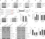 Cytochrome C Antibody in Western Blot (WB)