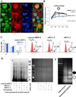 SRSF1 Antibody in Immunocytochemistry, RNA Immunoprecipitation (ICC/IF, RIP)