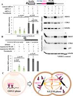 SRSF1 Antibody in Western Blot (WB)