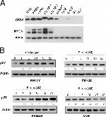 CKS1 Antibody in Western Blot (WB)