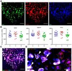 TPH2 Antibody in Immunohistochemistry (IHC)