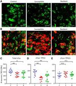 TPH2 Antibody in Immunohistochemistry (IHC)