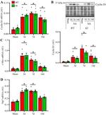 Cyclin D1 Antibody in Western Blot (WB)