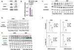 Phospho-CDK2 (Tyr15) Antibody in Western Blot (WB)