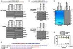 ATP Synthase gamma Antibody in Western Blot (WB)