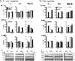 HSP40 Antibody in Western Blot (WB)