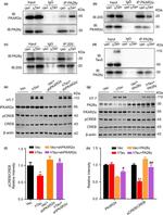 PRKAR2A Antibody in Western Blot (WB)