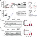 Actin Antibody in Western Blot (WB)