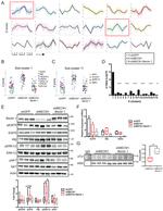 Actin Antibody in Western Blot (WB)