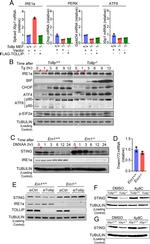 Phospho-IRE1 alpha (Ser724) Antibody in Western Blot (WB)