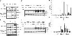 Caspase 1 Antibody in Western Blot (WB)