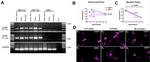 HuC/HuD Antibody in Immunocytochemistry (ICC/IF)