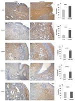 RAGE Antibody in Immunohistochemistry (IHC)