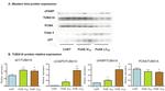 alpha Tubulin Antibody in Western Blot (WB)