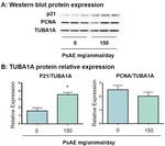 alpha Tubulin Antibody in Western Blot (WB)