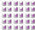 IP3 Receptor 1 Antibody in Western Blot (WB)