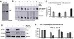 FAK Antibody in Western Blot, Immunoprecipitation (WB, IP)