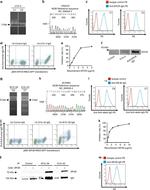 SR-BI Antibody in Flow Cytometry (Flow)