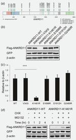 DYKDDDDK Tag Antibody in Western Blot (WB)