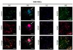 SOX2 Antibody in Immunocytochemistry (ICC/IF)