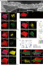 CXCL1 Antibody in Immunohistochemistry (IHC)