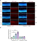 PKC zeta Antibody in Immunohistochemistry (IHC)