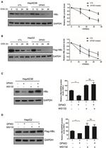 DYKDDDDK Tag Antibody in Western Blot (WB)