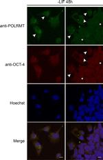 POLRMT Antibody in Immunocytochemistry (ICC/IF)