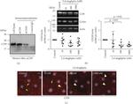 CD29 (Integrin beta 1) Antibody in Western Blot (WB)