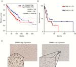 TRIM23 Antibody in Immunohistochemistry (IHC)