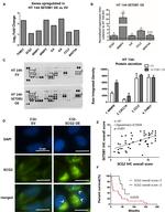 alpha Tubulin Antibody in Western Blot (WB)